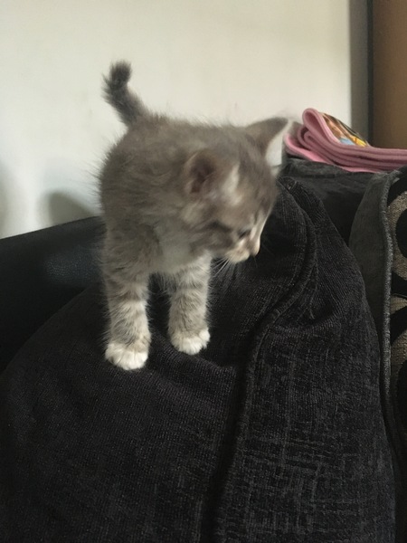 We've adopted a kitten!