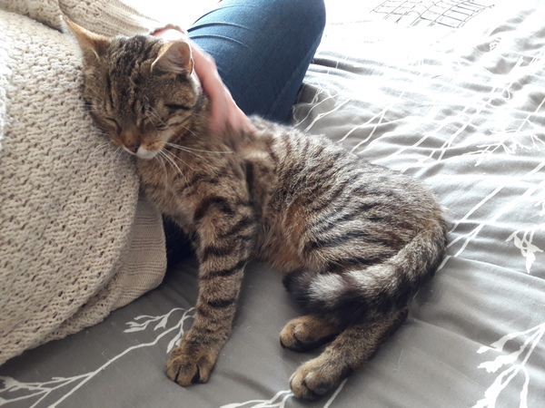 New rescue kitty home and without a name