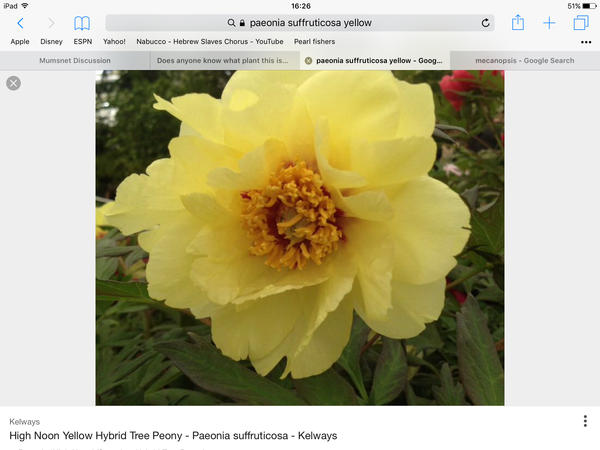 Does anyone know what plant this is please?