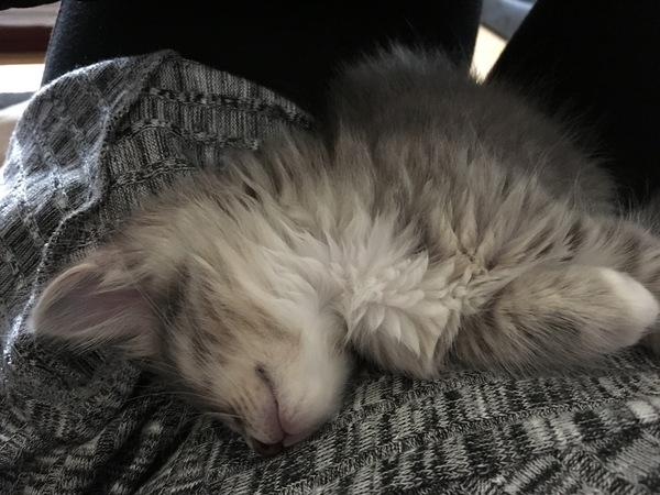 We've adopted a kitten!
