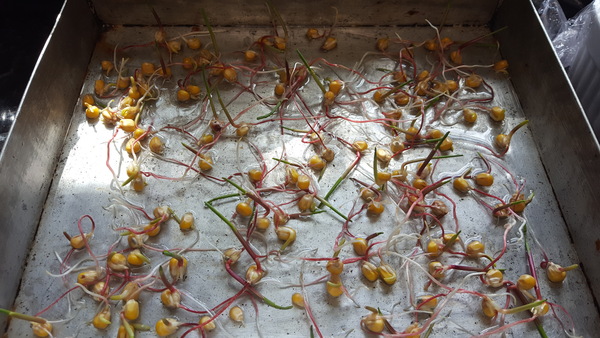 Allotment/Veg Patch -Thread  8 - Its spring - time to get busy!