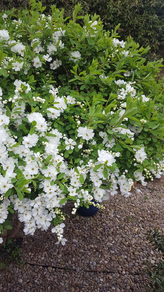 Can anyone identify this pretty white flowered bush please?