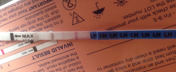 Negative pregnancy test but positive opk