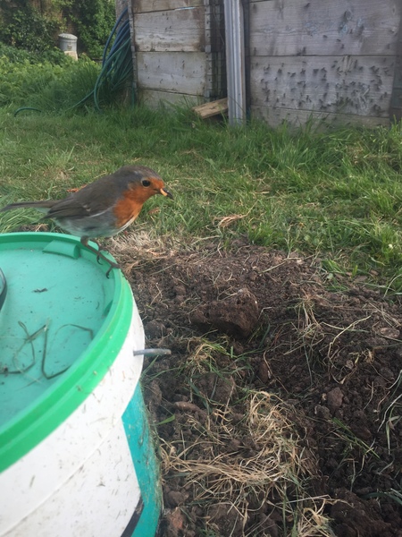 Allotment/Veg Patch -Thread  8 - Its spring - time to get busy!