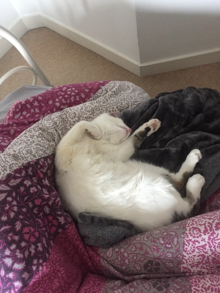 What's your dcat doing today?