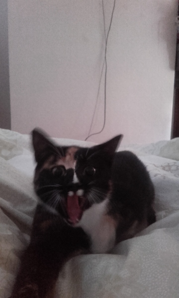 What's your cat doing right now? Pics!
