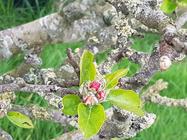 Tree identification help please!