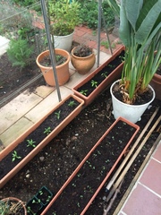 Allotment/Veg Patch -Thread  8 - Its spring - time to get busy!