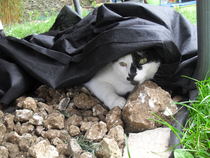 What's your dcat doing today?