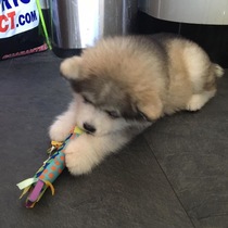 Does anyone fancy a 'puppy survival' thread?