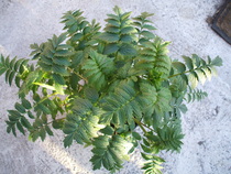 Can any one tell me what this Mystery Plant is please..........?