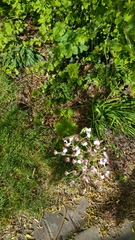 Does anyone know what these are?