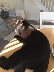 What's your DCat up to today? Pt 2