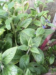 To ask what these plants are?