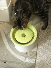 What's your DCat up to today? Pt 2