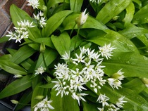 Plant identification