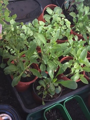 Has anyone bought from Brittany Perennials?