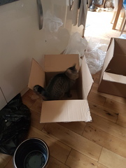 What's your dcat doing today?