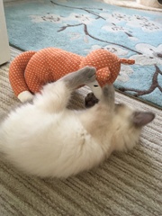 Devastated over the loss of my boy