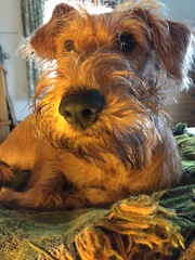 Help me find a dog breed that would be perfect for our family!