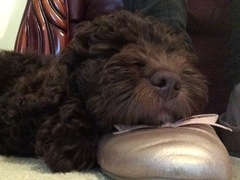 Does anyone fancy a 'puppy survival' thread?