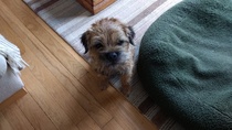 Show me your border terriers