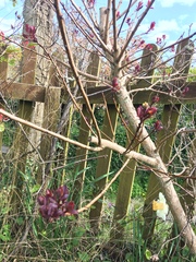 Can anyone identify these different plants?
