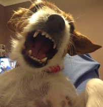 Getting our Jack Russell tomorrow