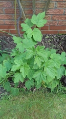 Do you know what these are?
