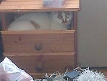 Tell Bought By Many Pet Insurance about your pets’ biggest mishaps - £300 voucher to be won NOW CLOSED