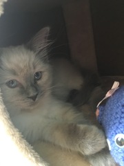 Devastated over the loss of my boy
