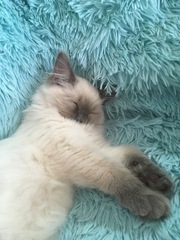 Devastated over the loss of my boy