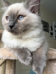 Devastated over the loss of my boy