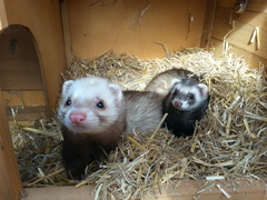 Money-managing Masterfully into May - Frugaleers unite!