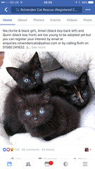 offered an eight week kitten but feeling a bit uneasy
