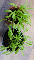 Allotment/Veg Patch -Thread  8 - Its spring - time to get busy!