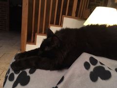 What's your dcat doing today?
