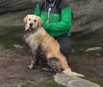 Walking a golden retriever...