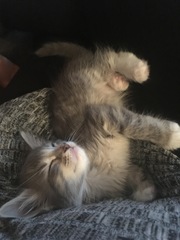 We've adopted a kitten!