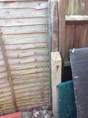 Help -  is this Japanese knotweed?!