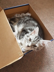 What's your dcat doing today?