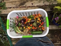 The first rule of potting shed is YOU ALWAYS talk about potting shed. The thread continues.