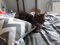 New rescue kitty home and without a name