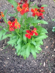 To ask what these plants are?