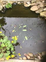Wildlife pond LIVE!