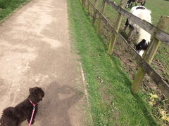 Does anyone fancy a 'puppy survival' thread?