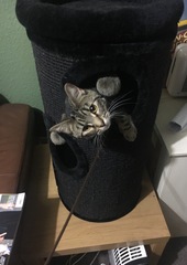 What's your dcat doing today?