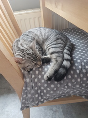 What's your dcat doing today?