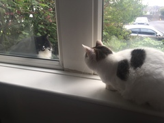 Sad little cat has turned up in my garden