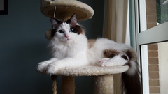 Devastated over the loss of my boy